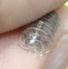 Armadillidium