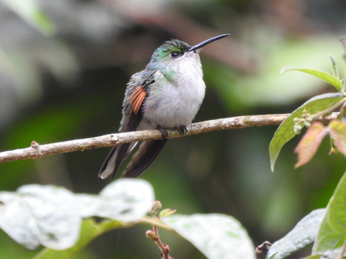 White-tailed Hummingbird (Eupherusa poliocerca)