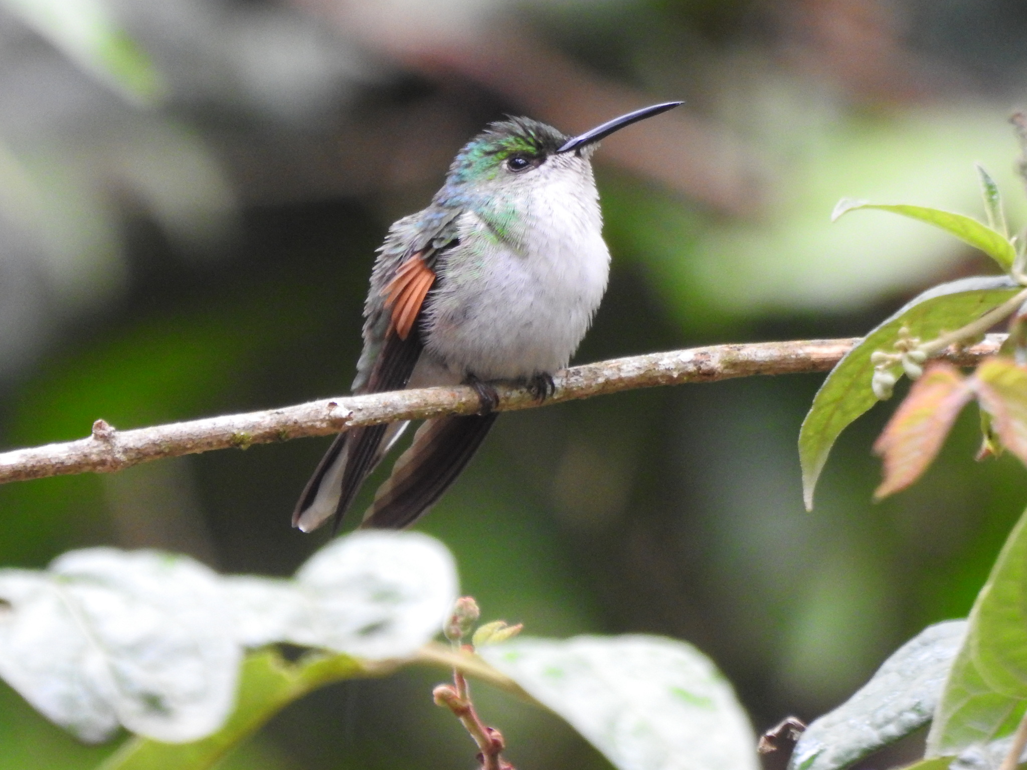 White-tailed Hummingbird (Eupherusa poliocerca), photo 1