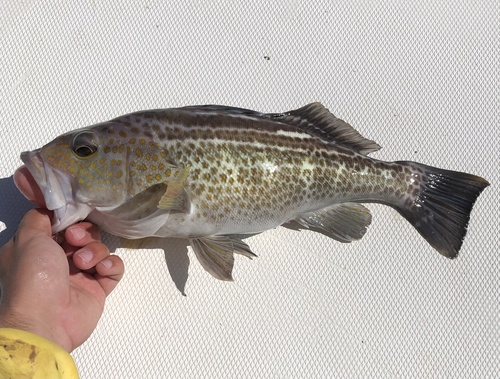 Goldspotted sand bass (Paralabrax auroguttatus) — Serranidae — 3