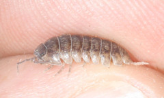 Armadillidium