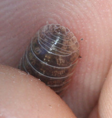Armadillidium
