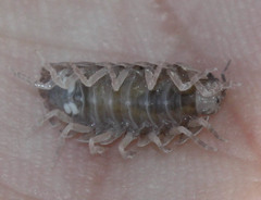 Armadillidium