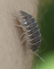 Armadillidium