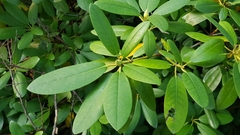 Rhododendron