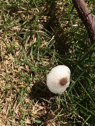 Skullcap Dapperling