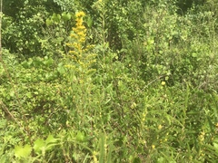 Solidago chapmanii image