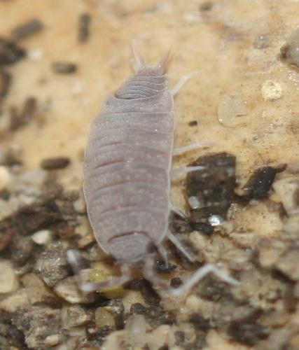 Porcellionidae