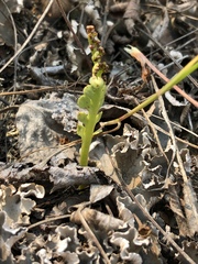 Botrychium spathulatum