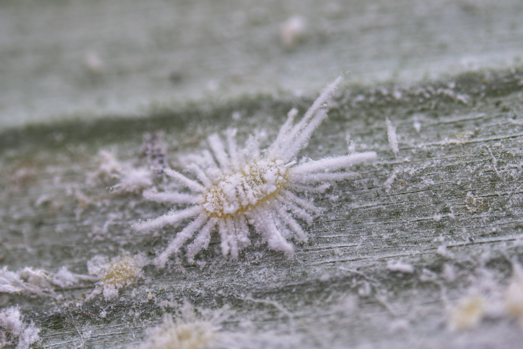 Long-fringed Astelia mealybug