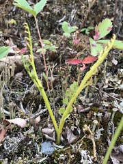 Botrychium spathulatum