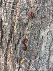 Pyrrhocoris apterus