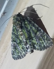 Phosphila miselioides