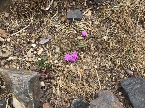 Primula tibetica, photograph 3