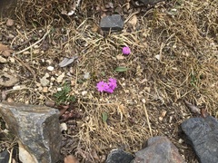 Primula tibetica, photograph 王天, CC BY, iNaturalist via GBIF