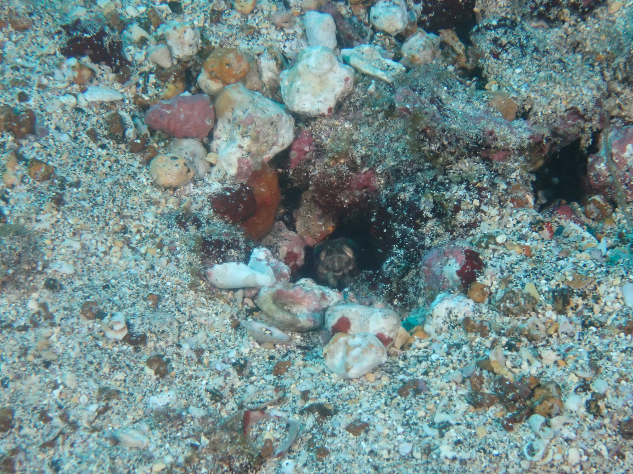 Galapagos Jawfish photo 3