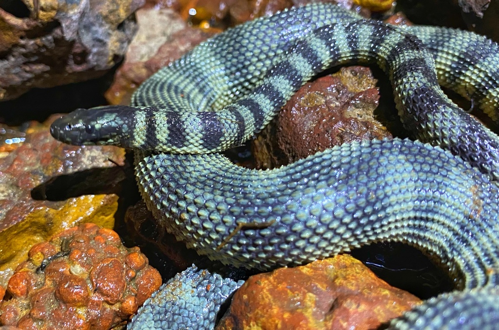 Rough-Scaled Sea Snake