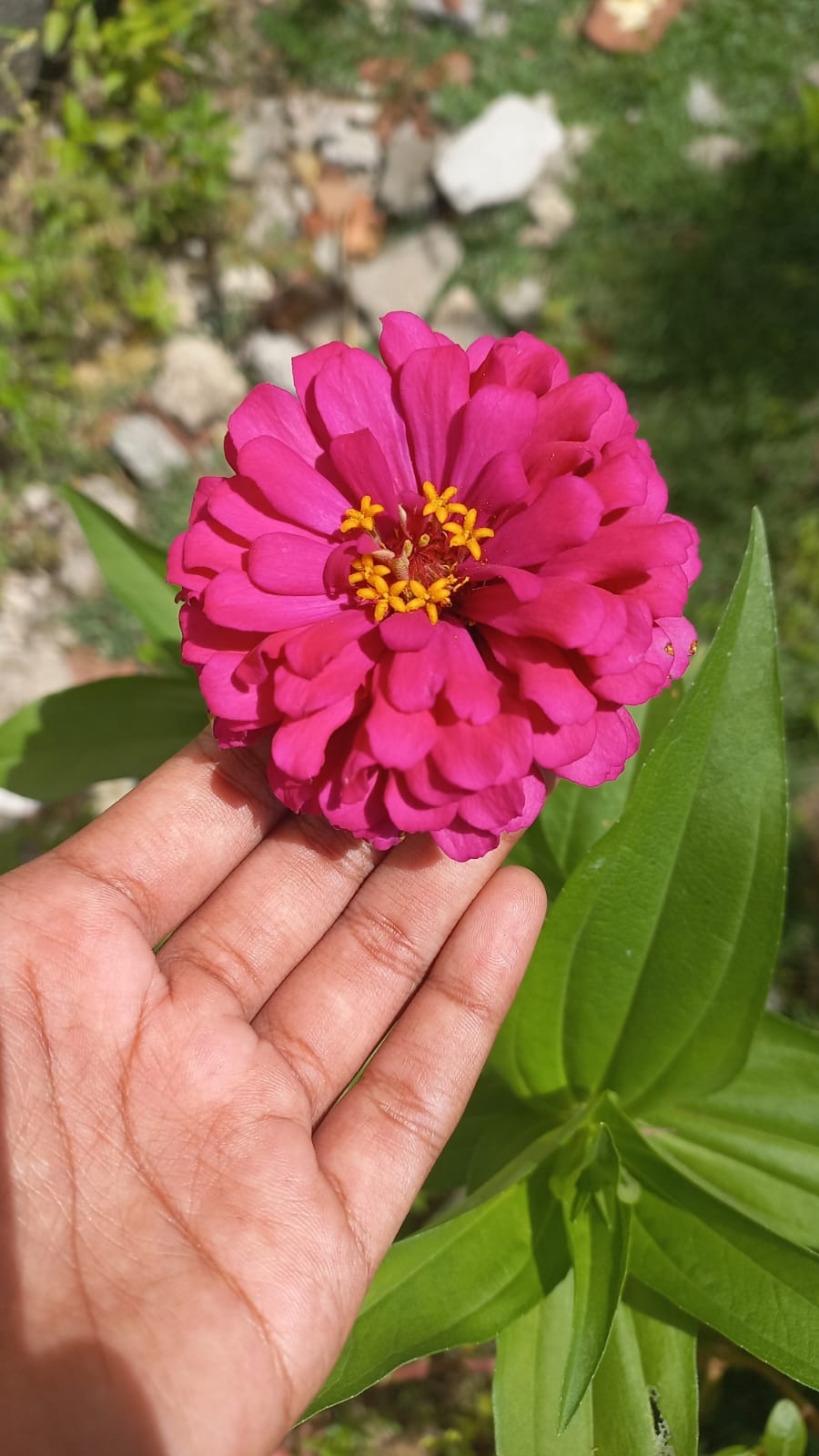 Zinnia elegans