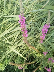 Lythrum salicaria