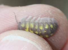 Armadillidium granulatum