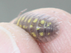 Armadillidium granulatum