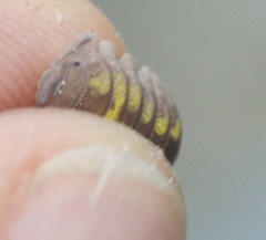 Armadillidium granulatum