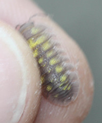 Armadillidium granulatum