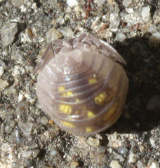 Armadillidium granulatum