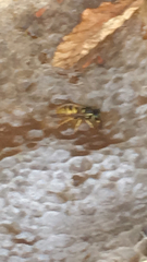 Vespula germanica