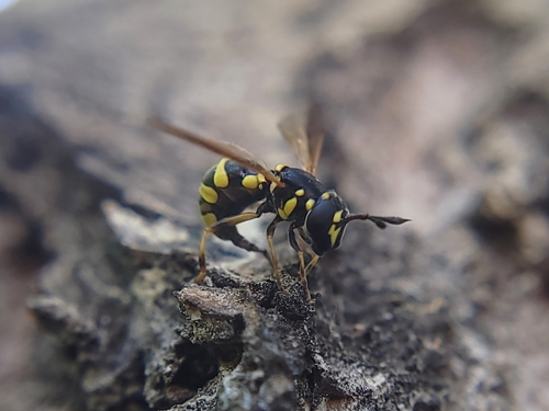 Unknown species found near Meridian, ID 83646, USA