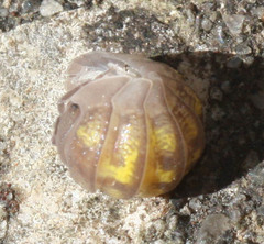 Armadillidium granulatum