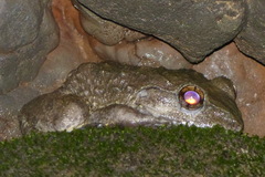 Limnonectes macrocephalus