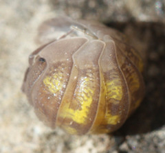 Armadillidium granulatum