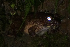 Limnonectes macrocephalus