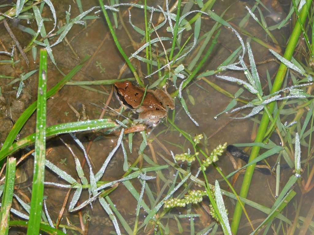 Dwarf Frogs