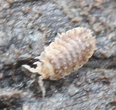 Armadilloniscus coronacapitalis