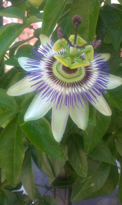 Passiflora caerulea