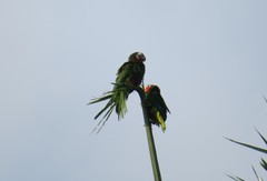Amazona leucocephala