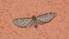 Eupithecia annulata