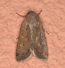 Euxoa adumbrata