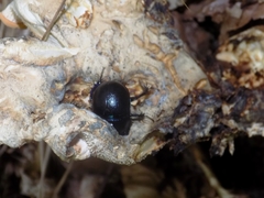 Anoplotrupes stercorosus