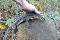 Varanus marmoratus