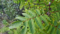 Sorbus aucuparia