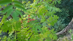 Sorbus aucuparia