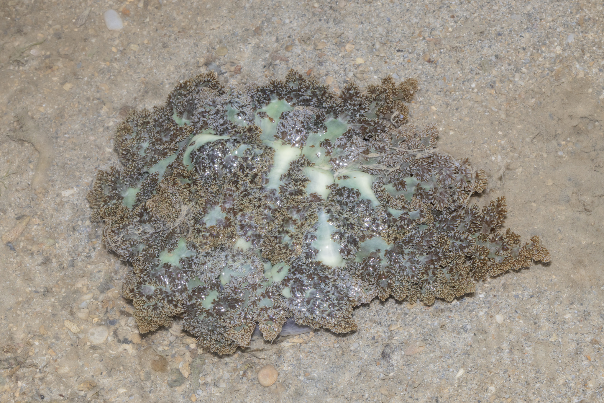 Actinodendron arboreum (Quoy & Gaimard, 1833)