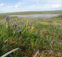 Saussurea angustifolia