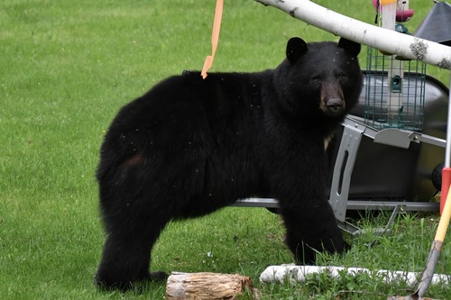 American Black Bear photographed in Maine