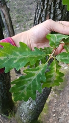 Quercus petraea