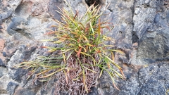 Asplenium septentrionale