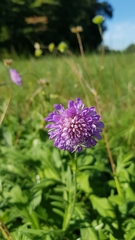 Knautia arvensis